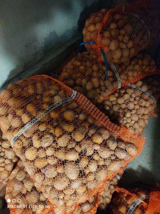 Ziemniaki do kur indyków