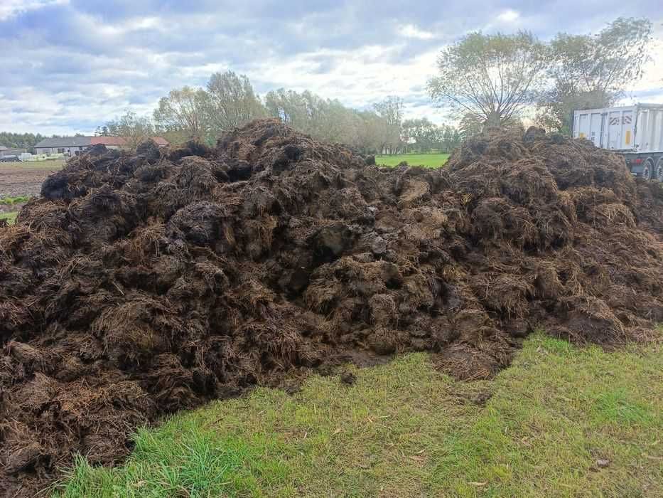 Obornik z fermy bydła wymienimy na słomę