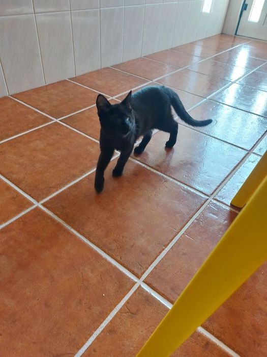 Gatinha especial para adoção com esterilização gratuita