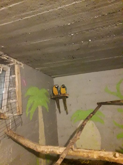 Ary ararauny sprzedam