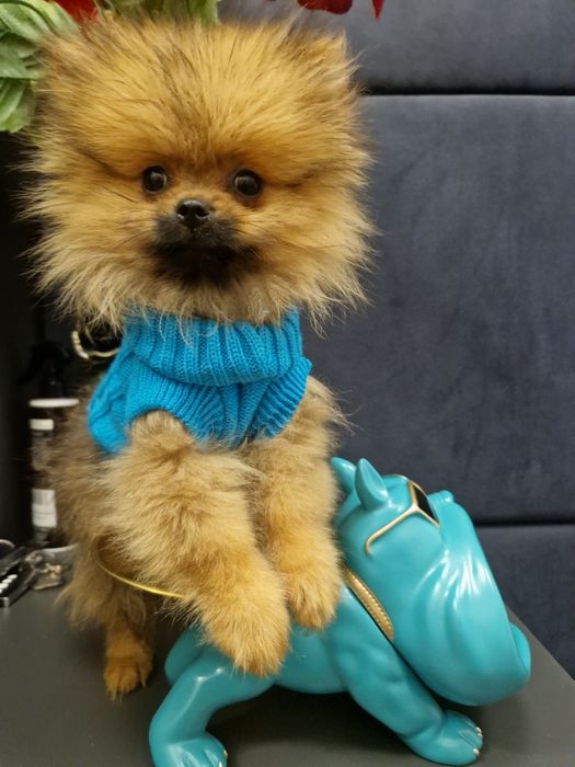 Szpic miniaturowy Pomeranian Boo sunieczka
