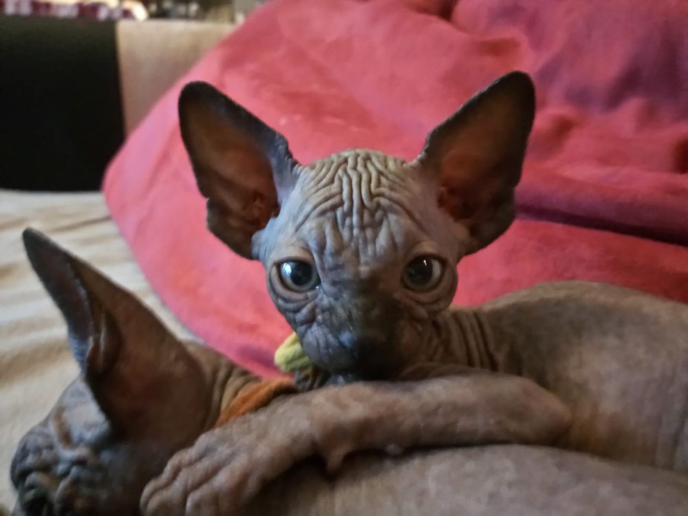 Kociak do odbioru juz po kastracji • Sphynx Sfinks • Sfinx Wwa i inne