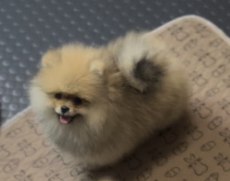 Щенки посеранского шпица