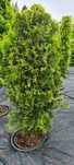 Thuja plicata "Kórnik III" Żywotnik olbrzymi "Kórnik 3"