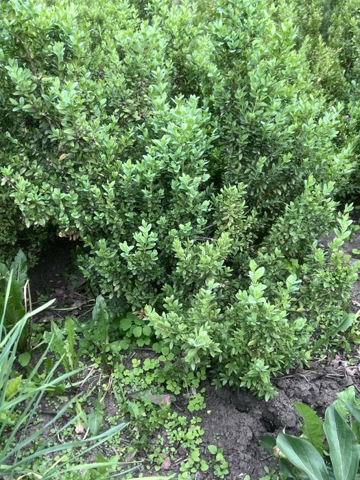 Самшит разные размеры