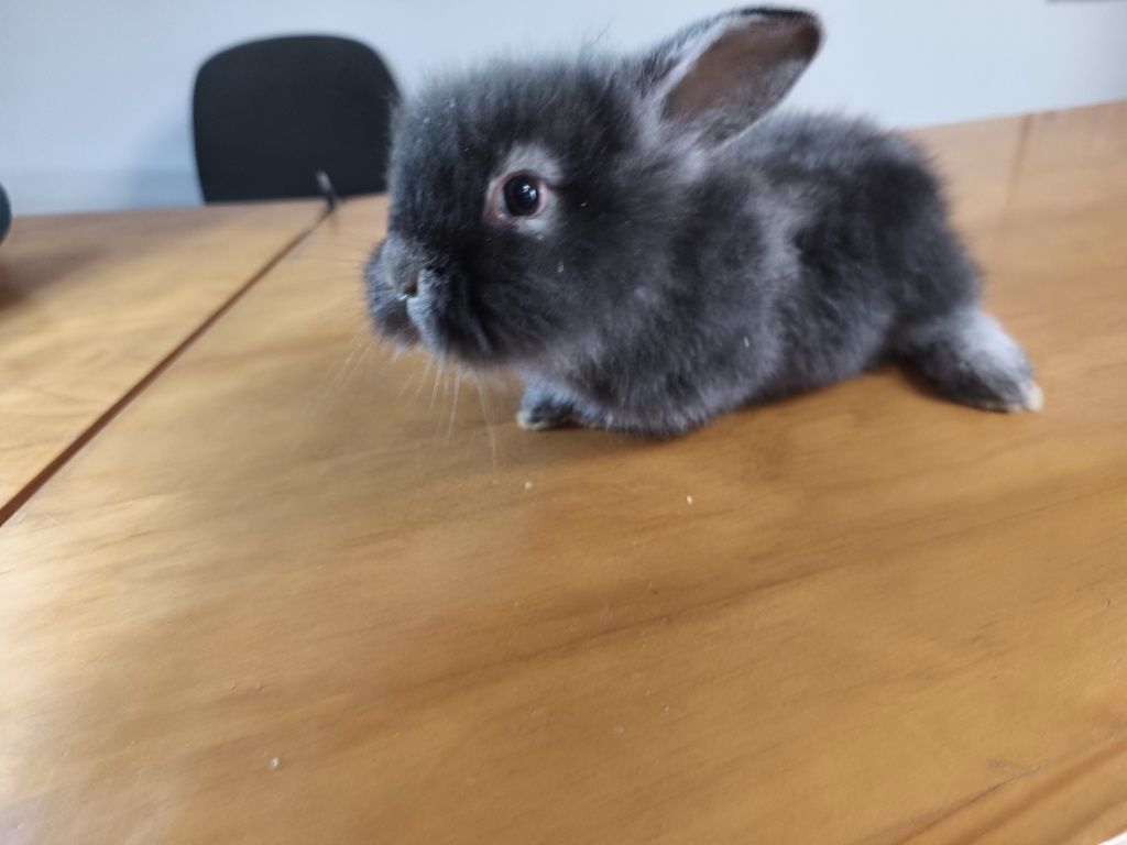 Coelhos anões lindos