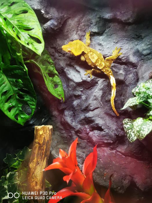 Gotowe Terrarium z zamieszkującym Gekonem Orzęsionym