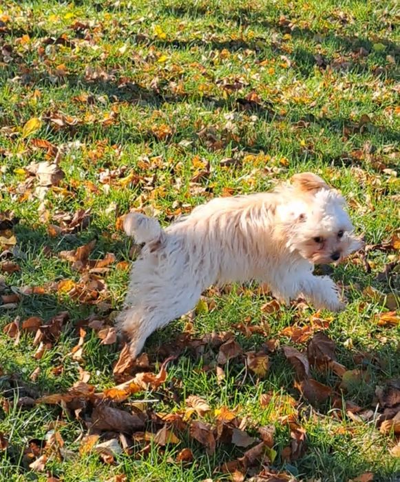 Мальтіпу дівчинка