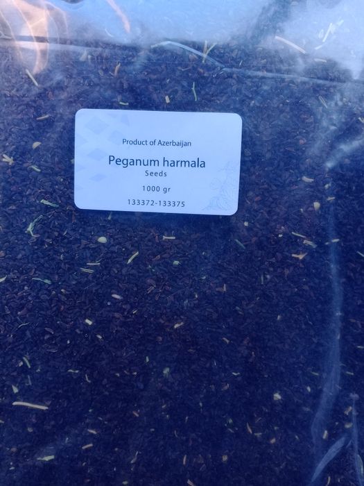 Sementes de arruda da síria (syrian rue) peganum harmala  seeds