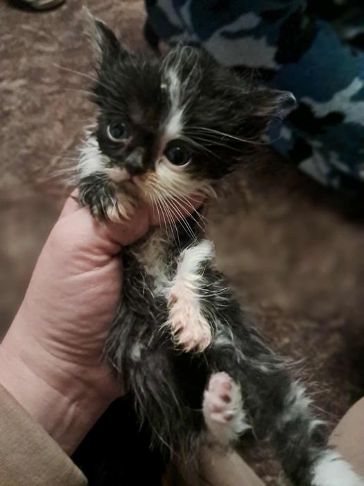 Терміново шукають родину кошенята