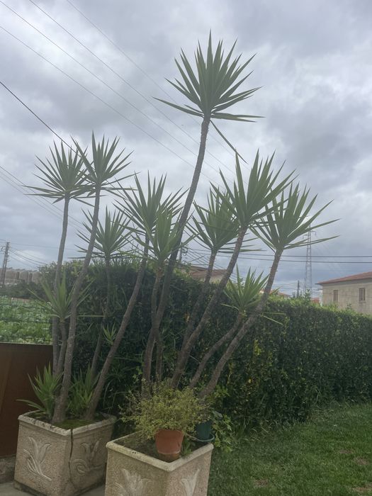 Planta Yuca para venda