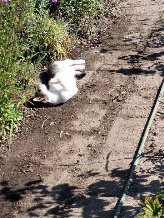 Koteczka roczna z działki