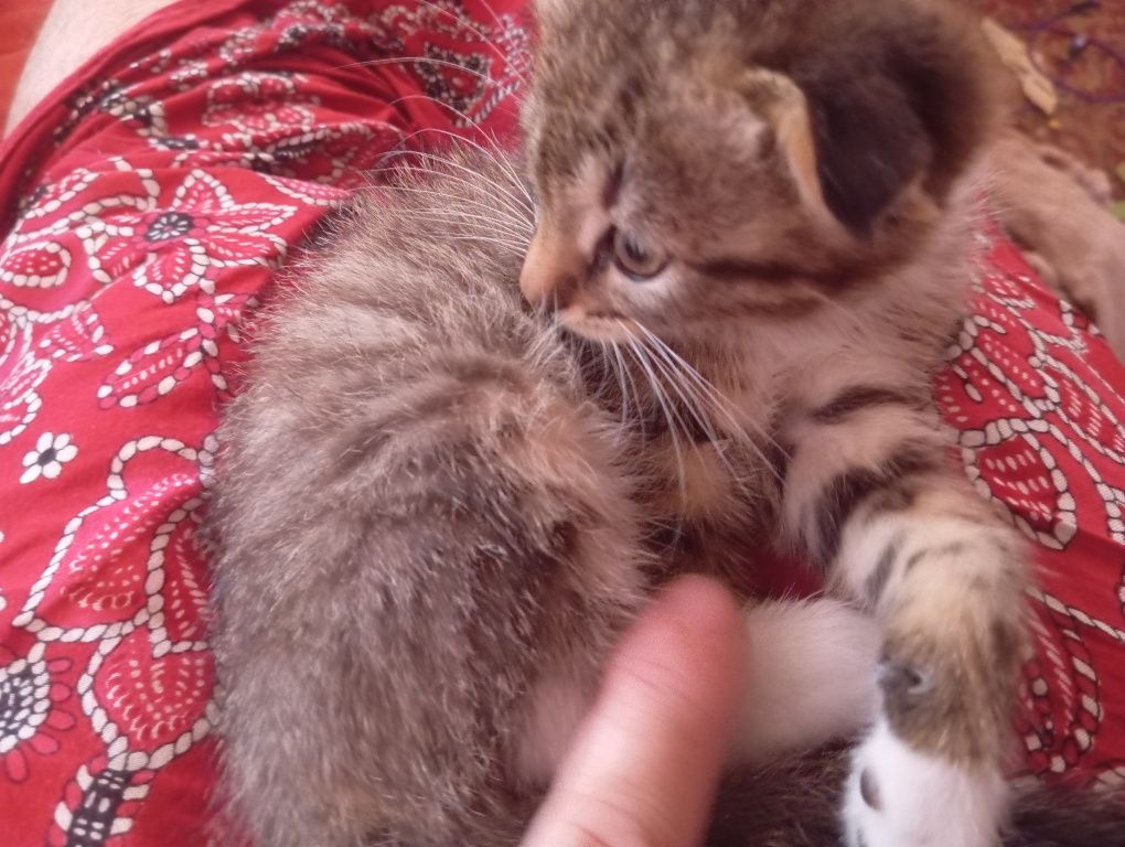 Віддам в добрі руки