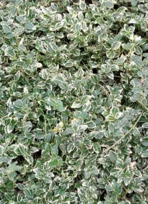 Бересклет форчуна