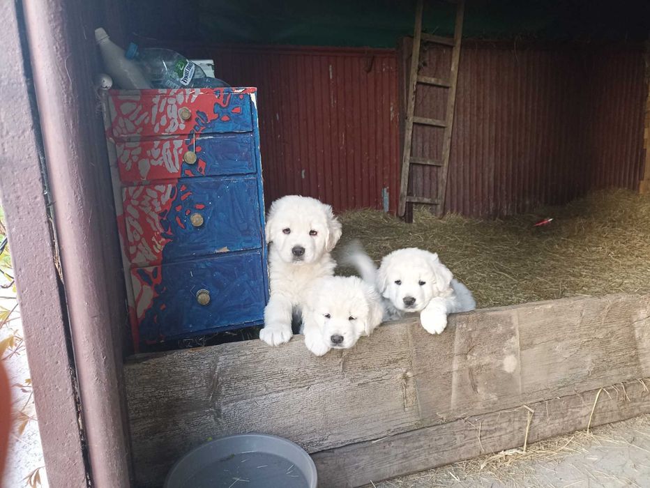 цуценята - Піренейська гірська вівчарка