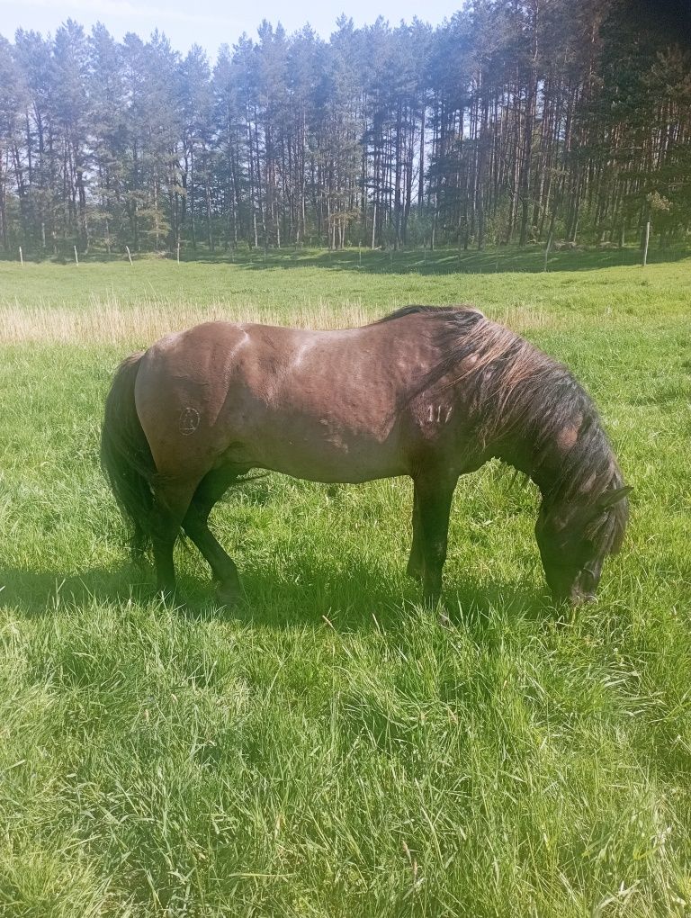 Klaczki i gierki