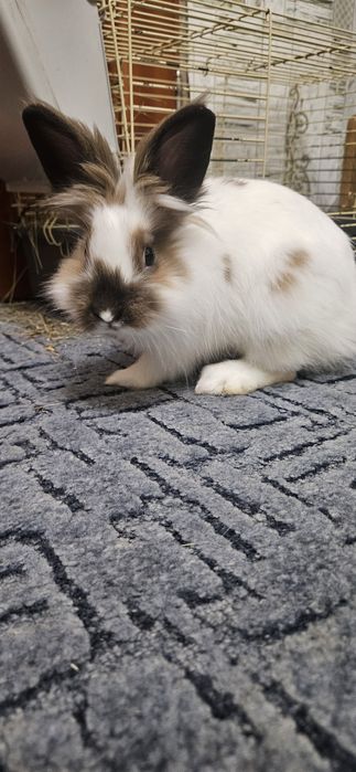 Продам декоративних кроликів