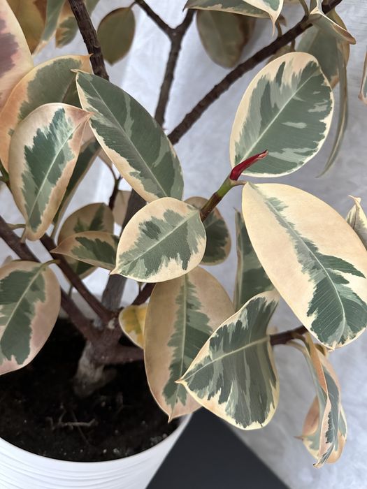 Фікус Еласиіка Беліз