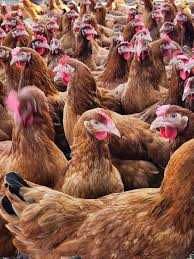 Kury Nioski z jajkiem ! Rosa Messa Sendi Tetra Sussex Green Shell !