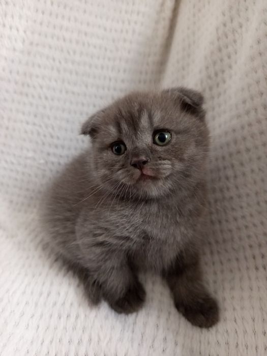 Британські хлопчики