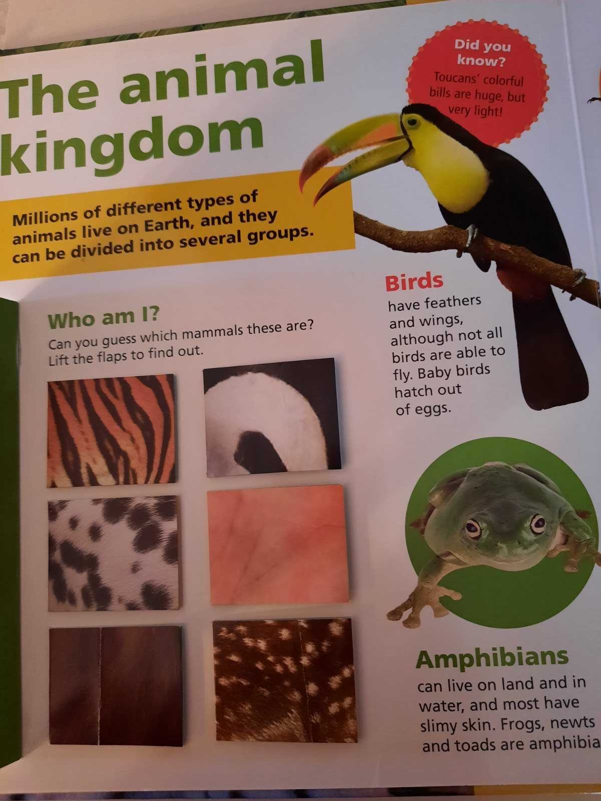 Детская книга о животных на английском языке