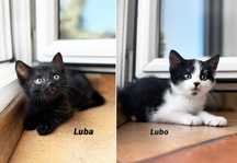 Luba i Lubo- cudne kocie dzieciaki