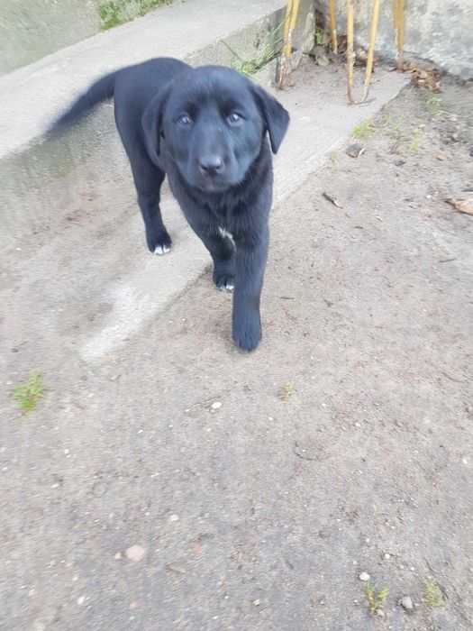 3 szczeniaki do oddania