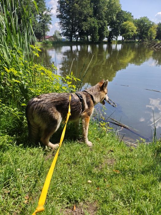 Super pozytywny, łagodny i przyjacielski pies -  husky szczeniak