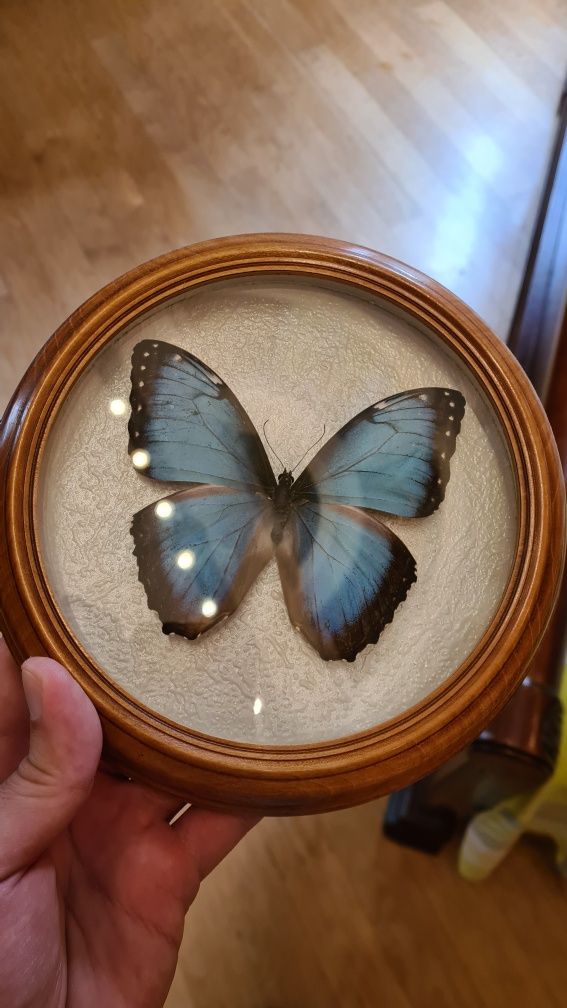 Бабочка в рамке Morpho hyacinthus