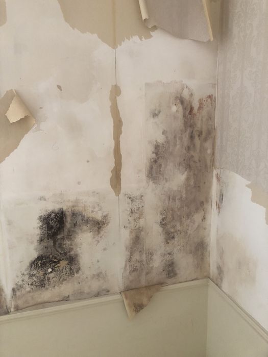 Удаление плесени - дезинфекция тараканов плесени — быстро и надёжно