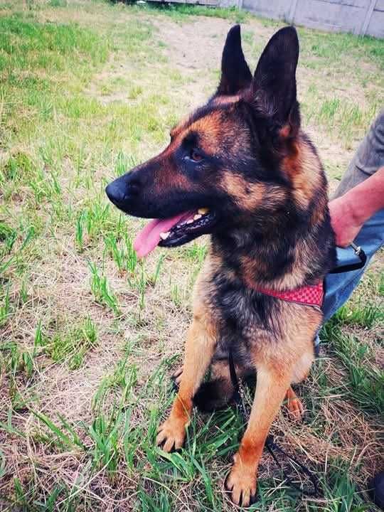 DALI spójrz, pokochaj i adoptuj