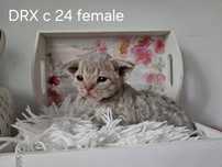 NIESPODZIANKA kotka devon rex