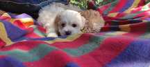 Maltipoo mini chłopiec Warszawa maltańczyk pudel