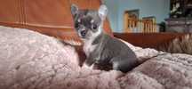 Chihuahua Te Quiero rodowodowy  FCI