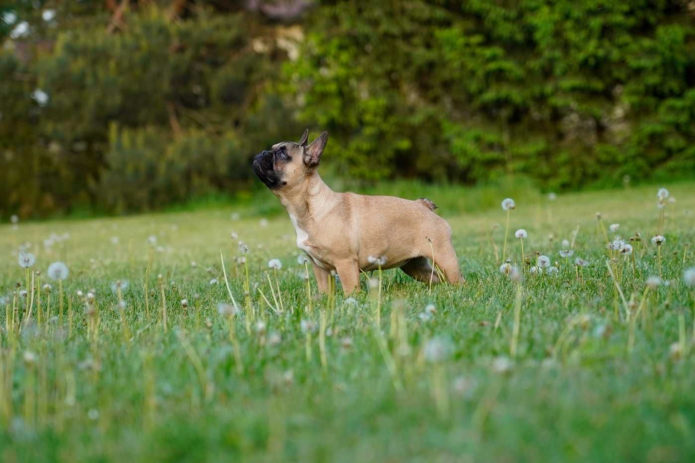 Buldog Francuski suczka