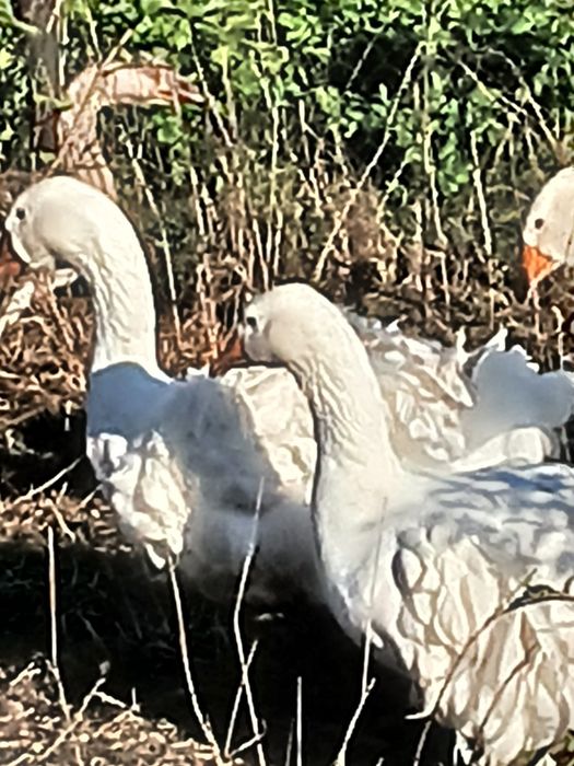 Perliczki,indyki,kogut,gęsi lamdes,sewastopolskie