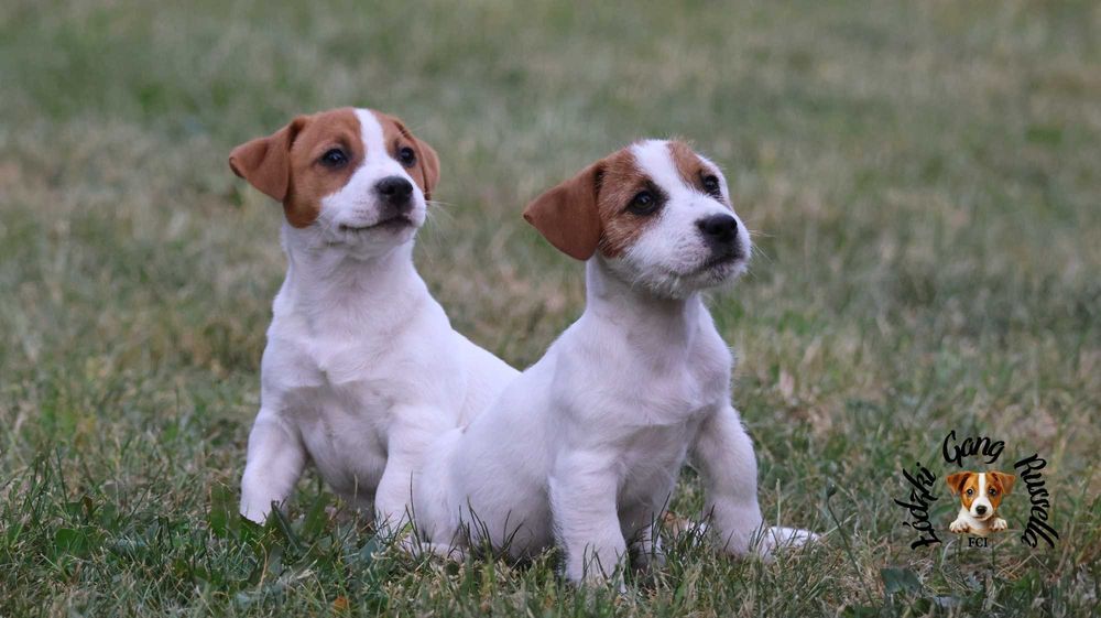 ZAPOWIEDŹ Jack Russell Terrier ZKwP FCI- PIESEK /badania genetyczne
