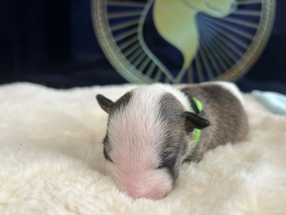 Bulterier miniaturowy FCI ZKwP - samiec