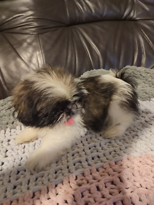 Shihtzu tricolor piesek