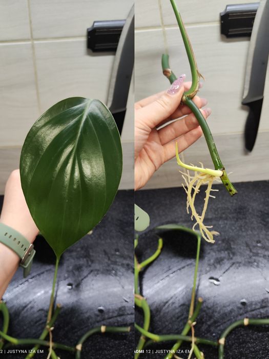 Dragon thai,monstera minima variegata,dubia, epipremnum jungle star