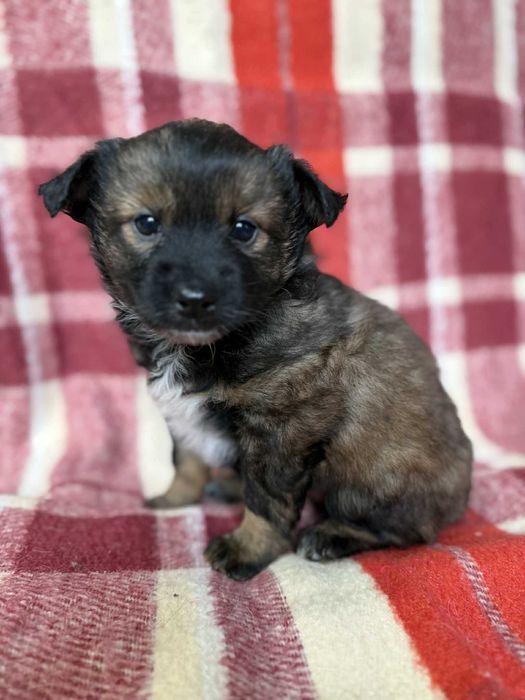 Mikołajka sunia szczeniak do adopcji