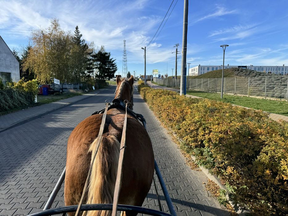 Klacz Zimnokrwista ze Źrebakiem