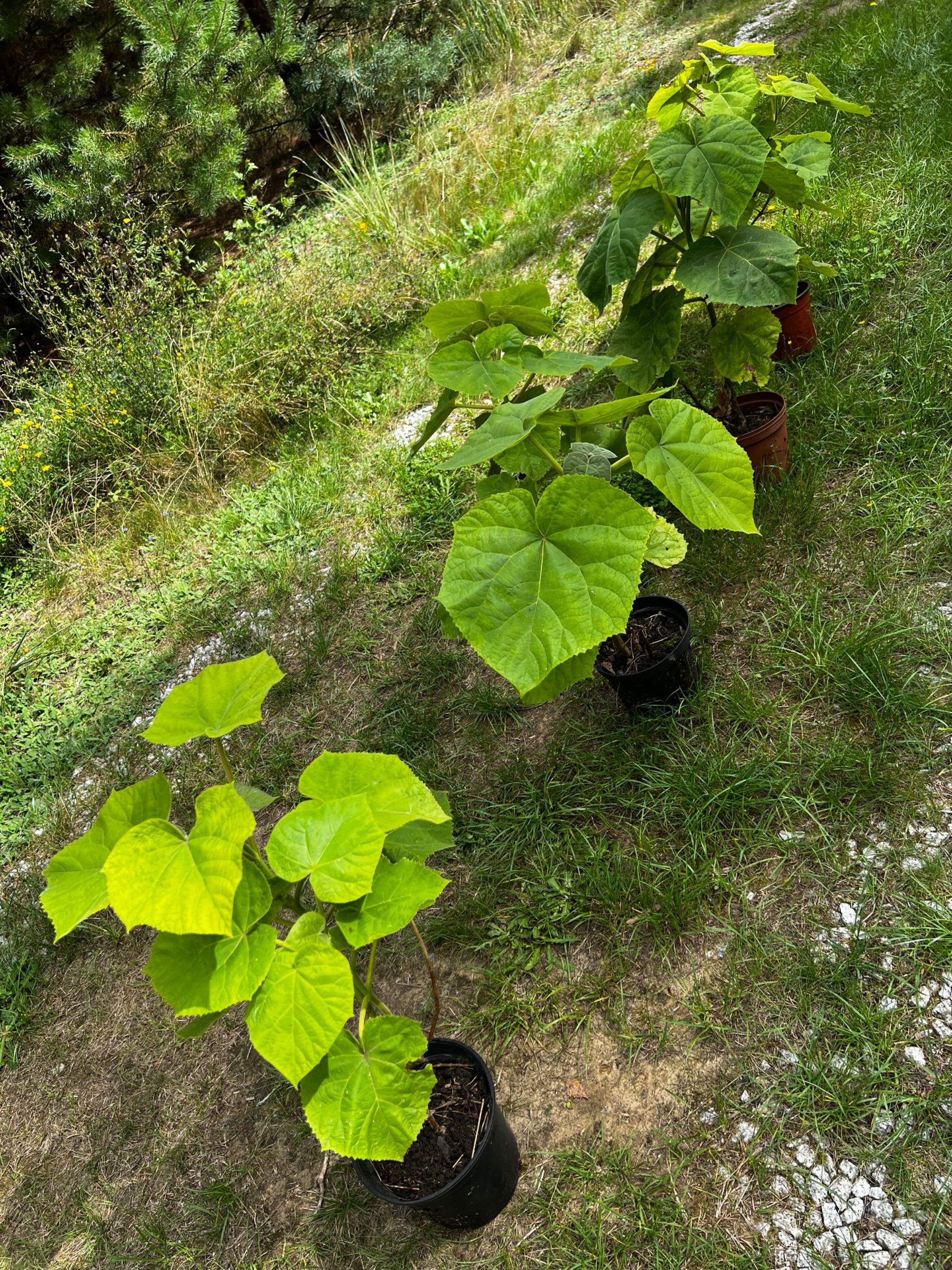Paulownia drzewo sadzonka paulownie najszybciej rosnące drzewa