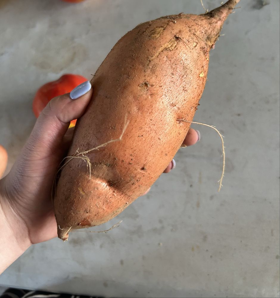 Batata Doce Laranja Biológica 2025