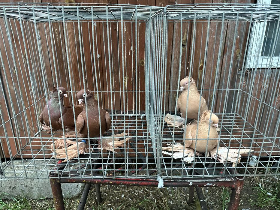 Sprzedam Wywrotki tegoroczne