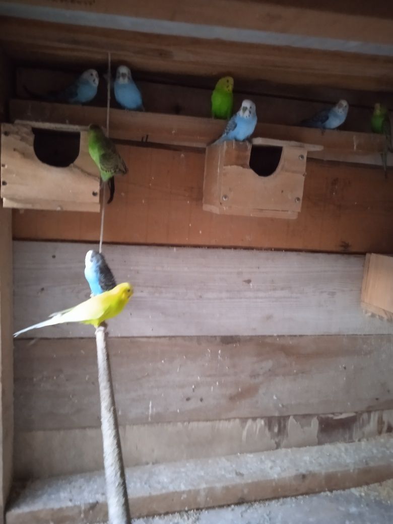 Vendo periquitos várias cores