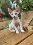 Devon rex kocurek , rodowod FPL /FIFE