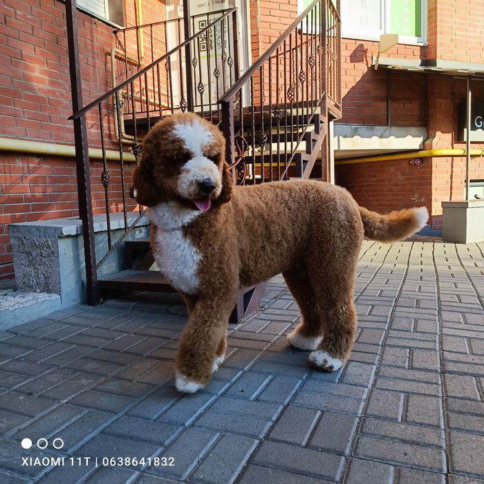 Вязка. Щенки королевского пуделя в Киеве.