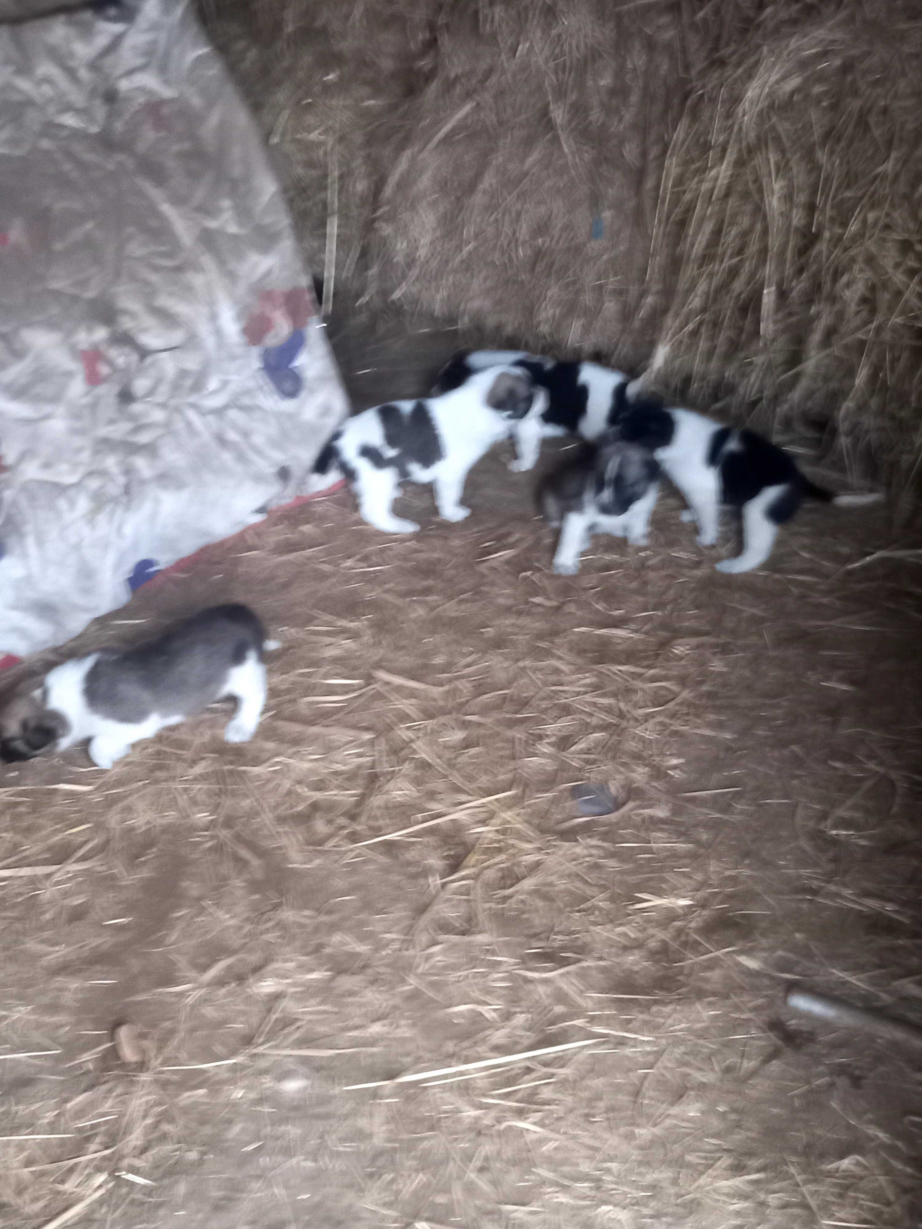 Cães rafeiro alentejano puros