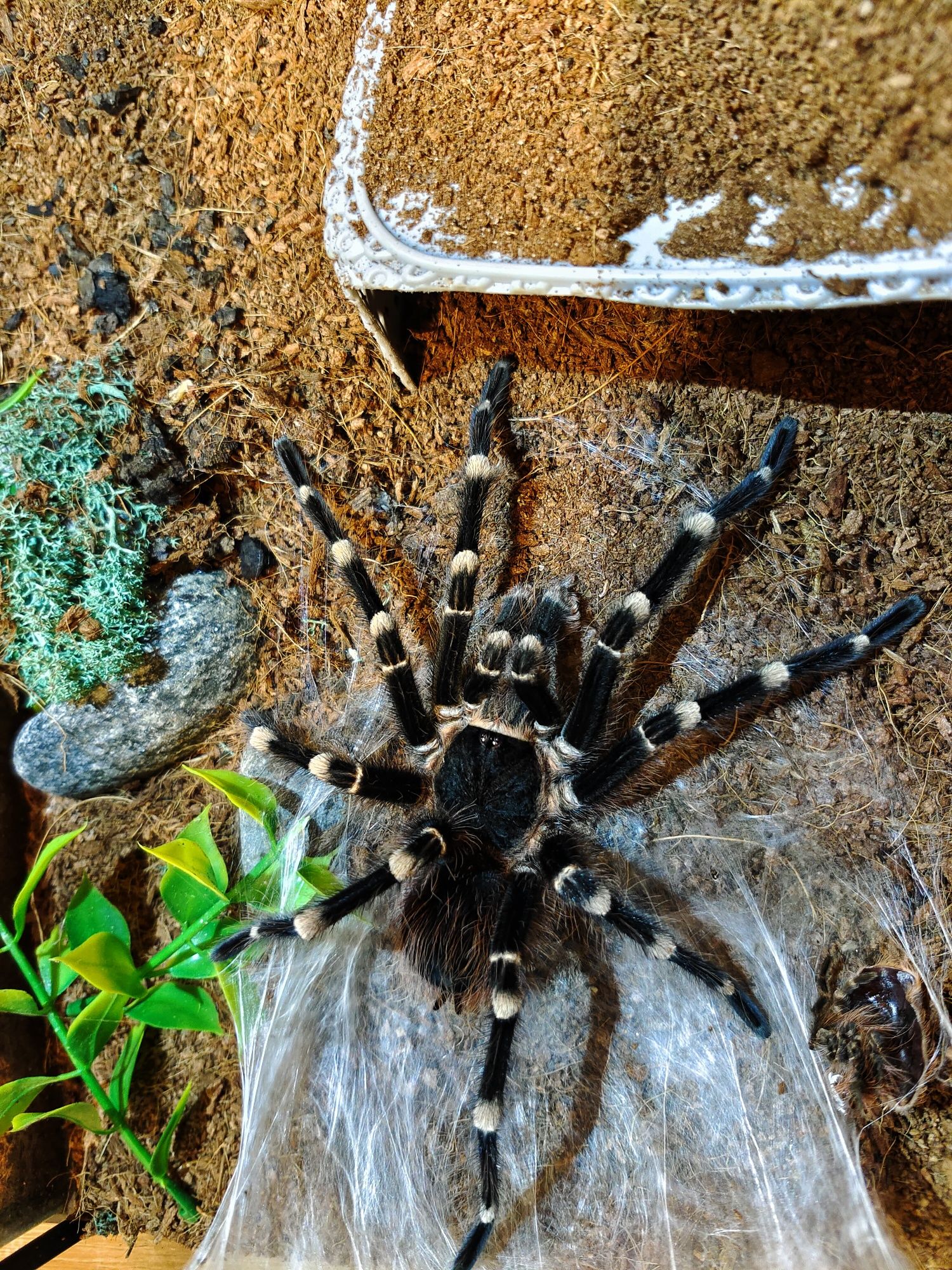 Acanthoscurria geniculata